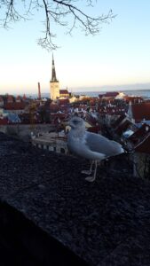 Estonia Tallinn 1