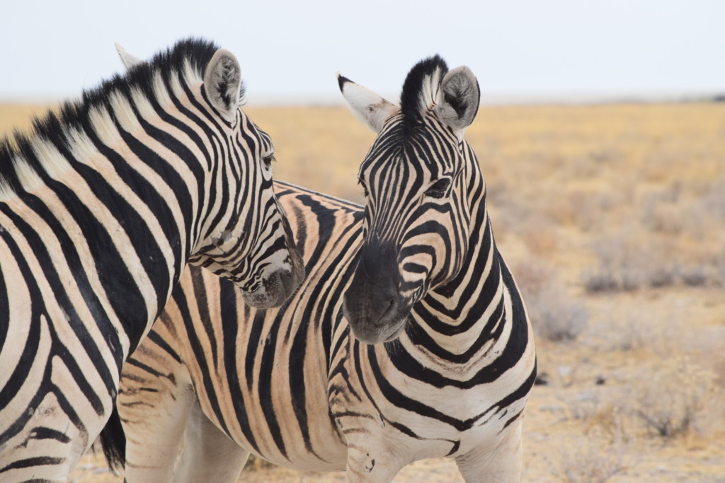 Plains zebra, Etosha National Park, Namibia