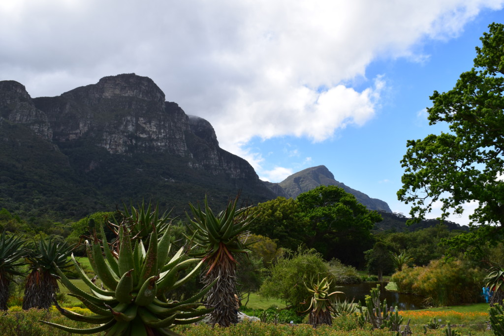 Kirstenbosch botaniske hage, Kappstaden, Sør-Afrika, Table Mountains