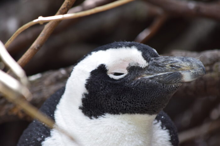African Penguin, Boulders Beach, Simon's Town, South Africa