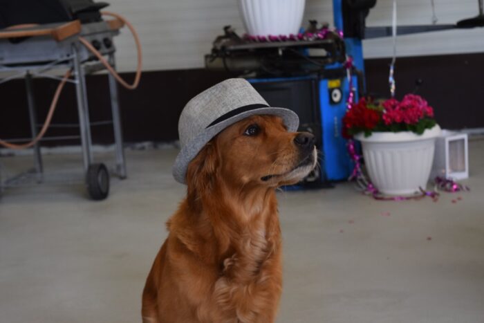 Trixie, dog with hat, Golden Retriever, Åland 2016
