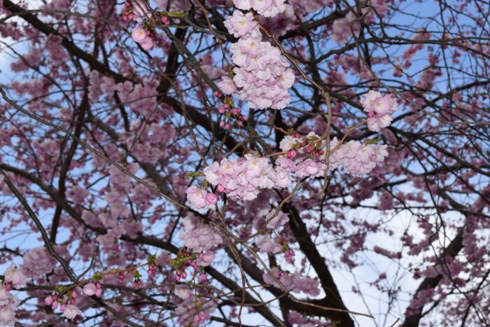 Kungsträdgården, Stockholm, Sweden, Cherry Blossoms