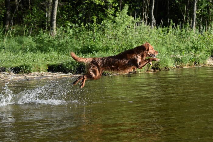 Golden Retriever, Trixie, Vagnhärad, Lake Sörsjön, Sweden