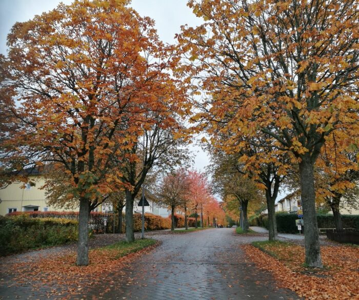 Fall in Sweden