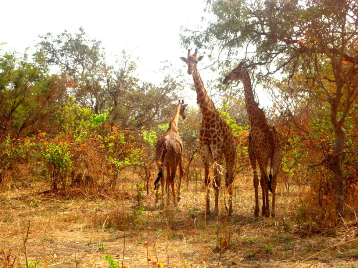 Fathala Wildlife Reserve, Senegal