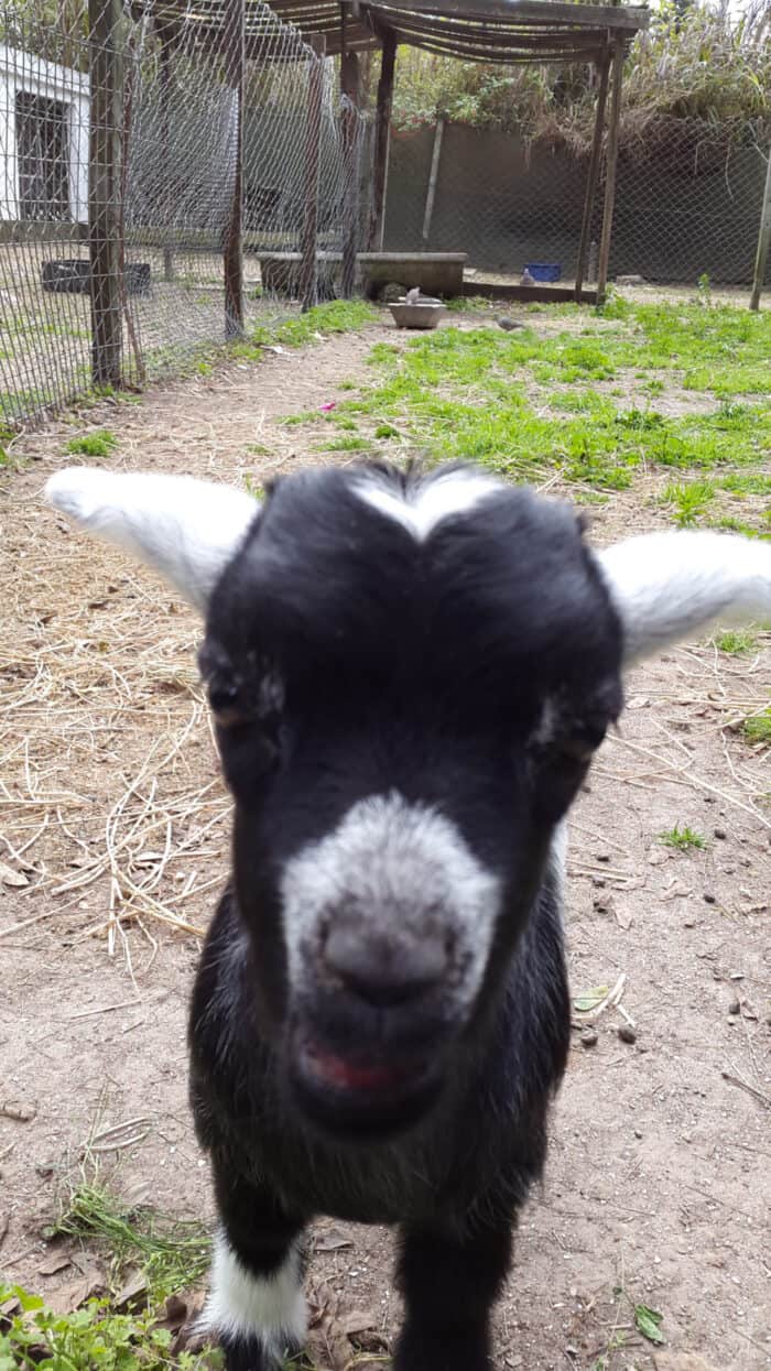 La Plata, Argentina, Goat
