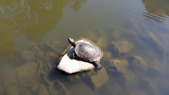 Brussels, Belgium, Turtle