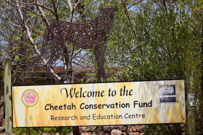 Cheetah Conservation Fund, Otjiwarongo, Namibia