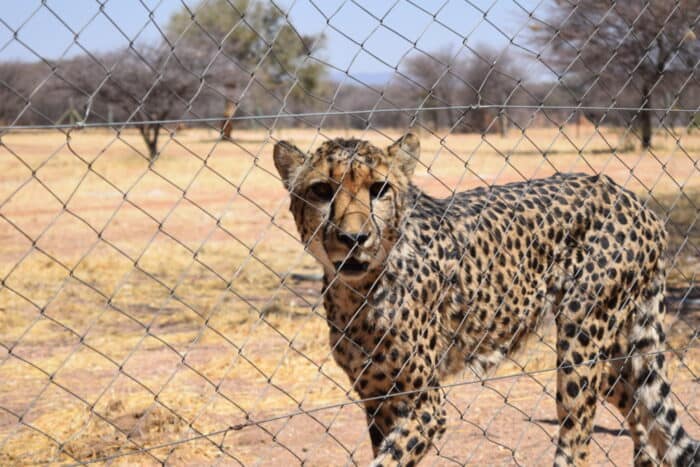 Cheetah Conservation Fund, Cheetah Feeding, Otjiwarongo, Namibia