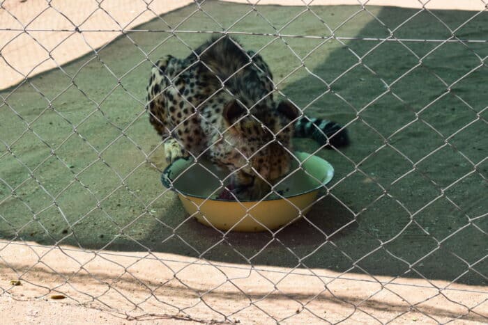 Cheetah Conservation Fund, Cheetah Feeding, Otjiwarongo, Namibia