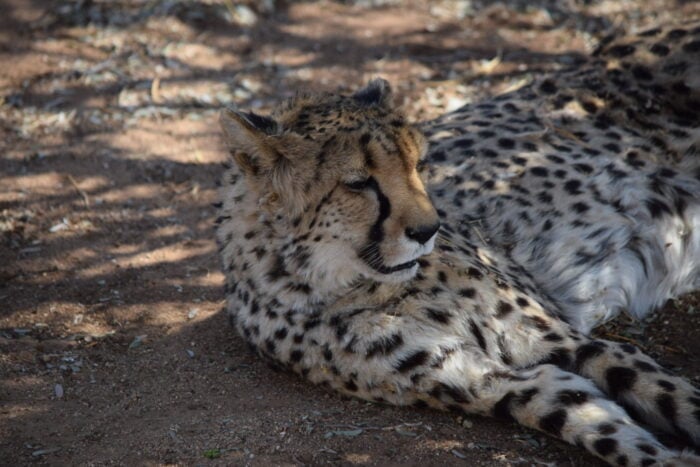 Cheetah Conservation Fund, Cheetah Drive, Otjiwarongo, Namibia
