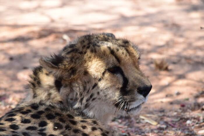 Cheetah Conservation Fund, Cheetah Drive, Otjiwarongo, Namibia
