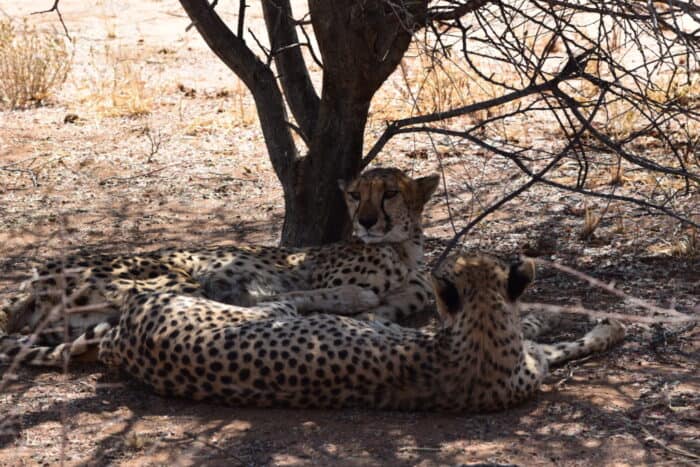 Cheetah Conservation Fund, Cheetah Drive, Otjiwarongo, Namibia