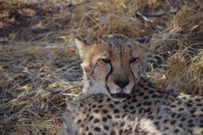 Cheetah Conservation Fund, Cheetah Drive, Otjiwarongo, Namibia