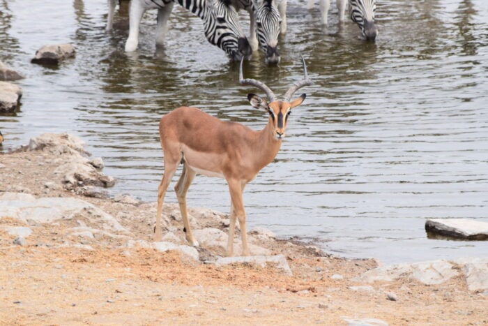 Black-faced impala, Etosha National Park, Namibia