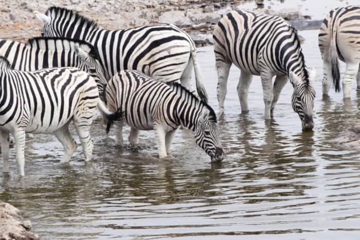 Plains zebras, Etosha National Park, Namibia