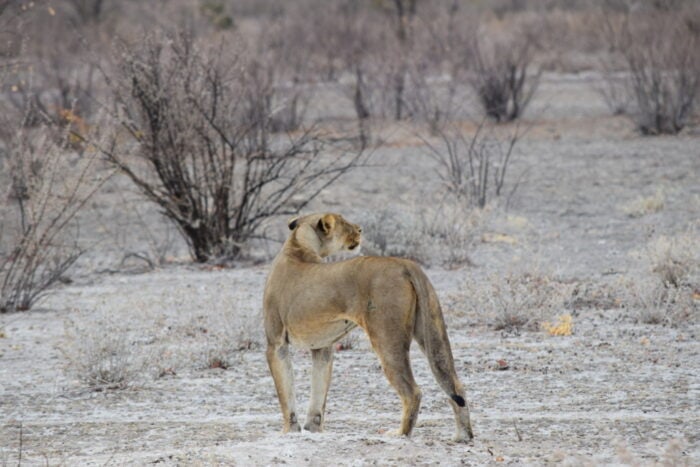 Female African Lion, Etosha National Park, Namibia