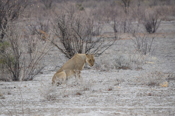 Female African Lion, Etosha National Park, Namibia
