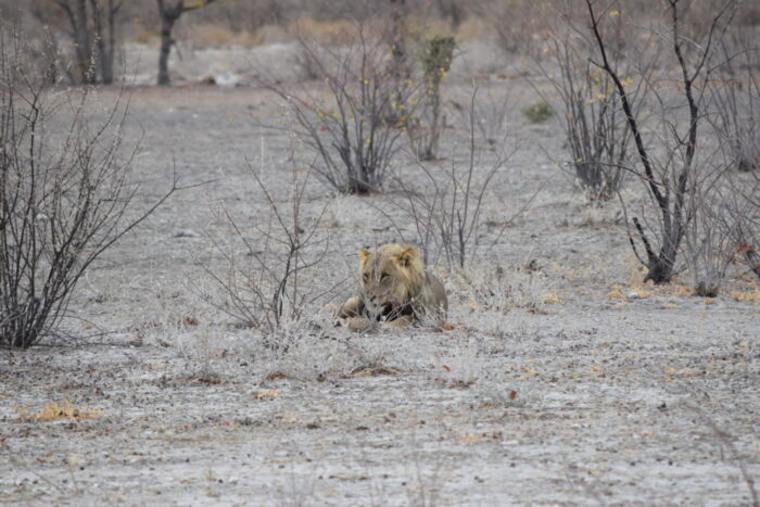 Male African Lion, Etosha National Park, Namibia
