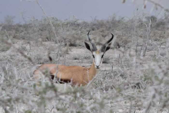 Springbok, Etosha National Park, Namibia