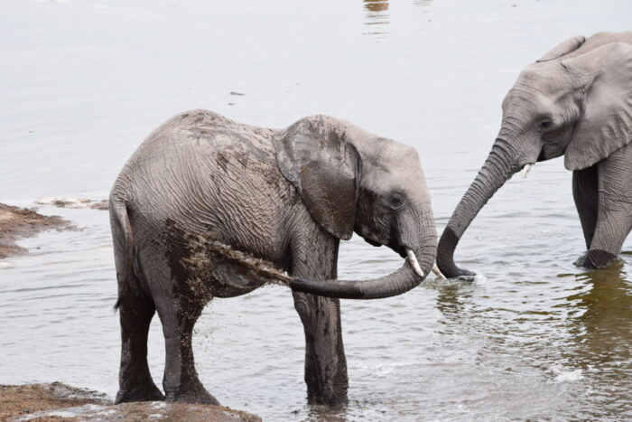 African bush elephant, Etosha National Park, Namibia