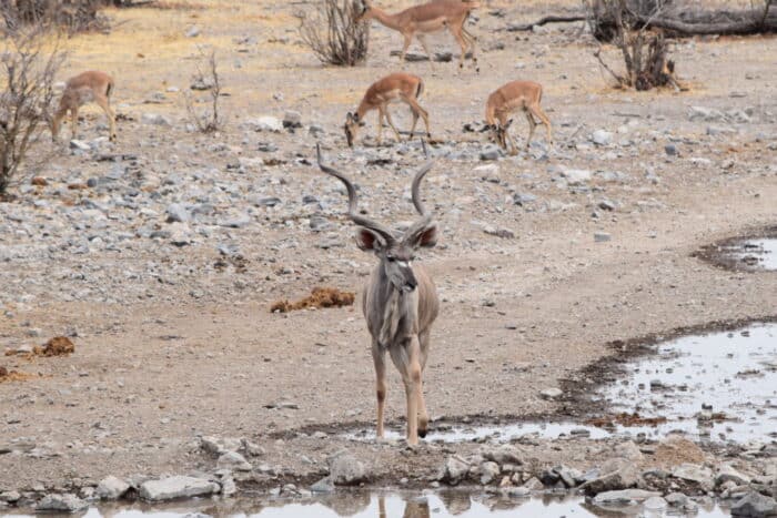 Greater kudu, Etosha National Park, Namibia