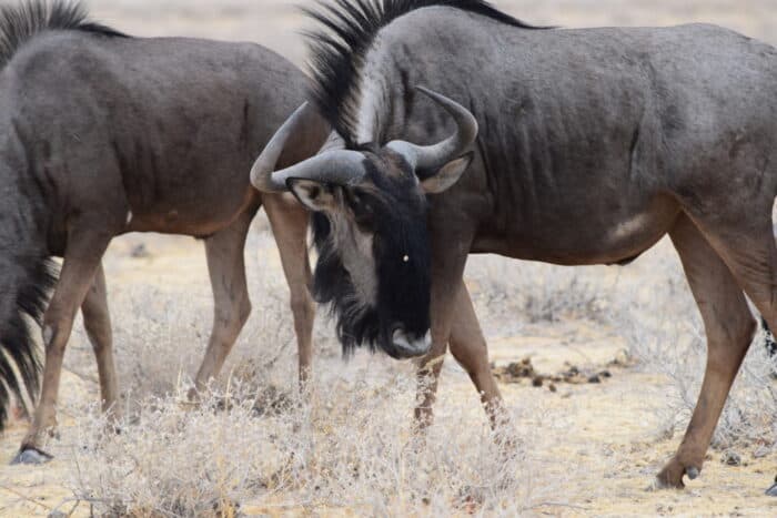 Blue wildebeest, Etosha National Park, Namibia
