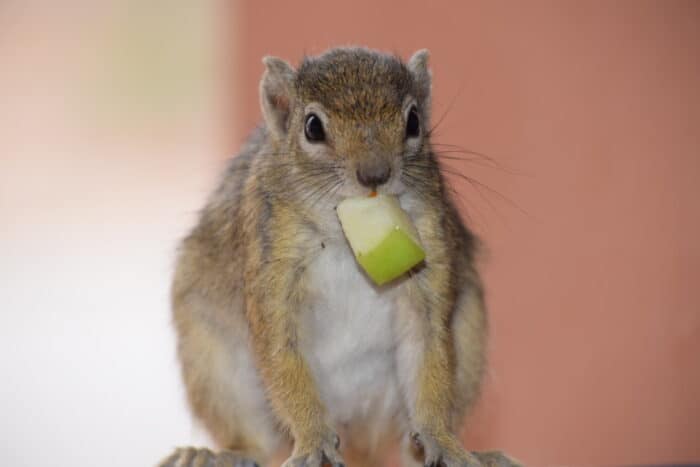 African ground squirrel, Etosha National Park, Namibia