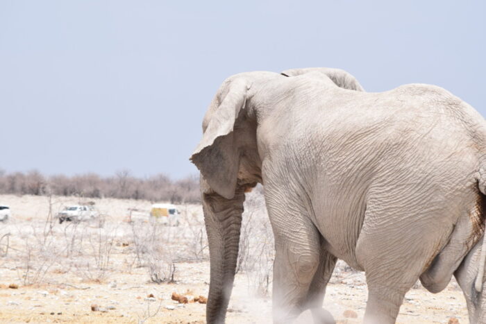 African bush elephant, Etosha National Park, Namibia