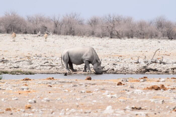 Southern white rhinoceros, Etosha National Park, Namibia
