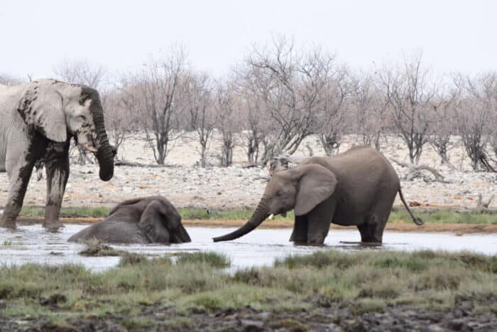 African bush elephants, Etosha National Park, Namibia