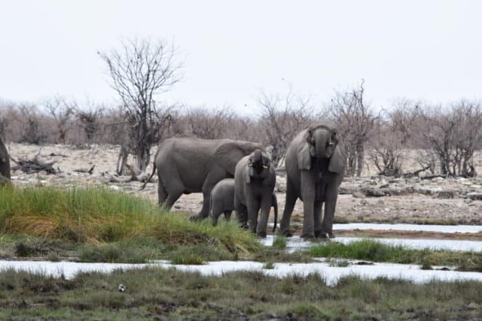 African bush elephant, Etosha National Park, Namibia