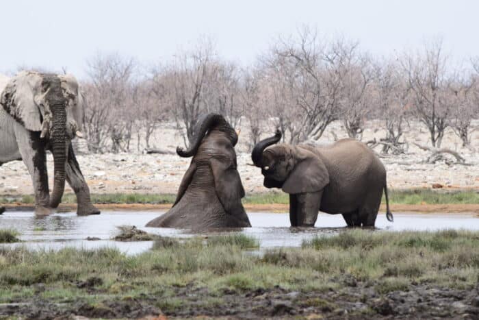 African bush elephants, Etosha National Park, Namibia
