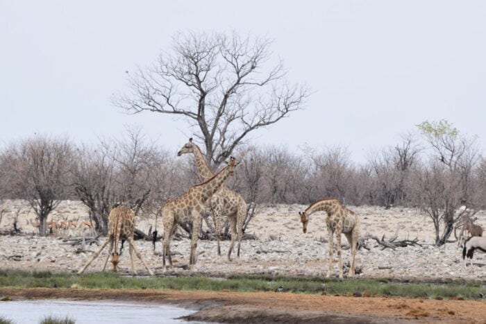 Angolan giraffe, Etosha National Park, Namibia