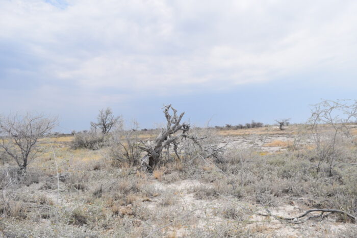 Etosha National Park, Namibia