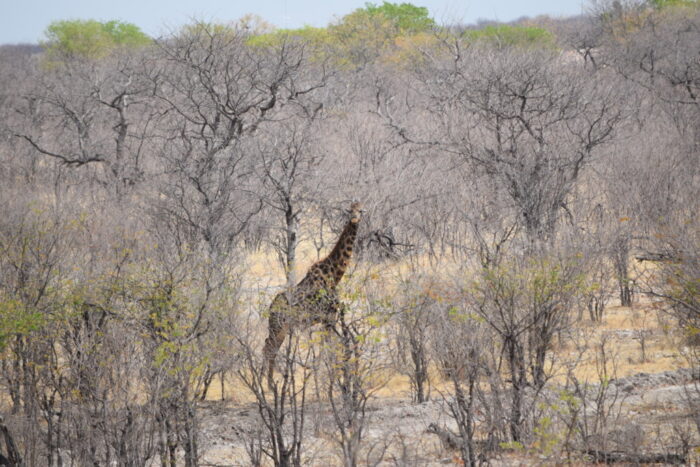 Angolan giraffe, Etosha National Park, Namibia