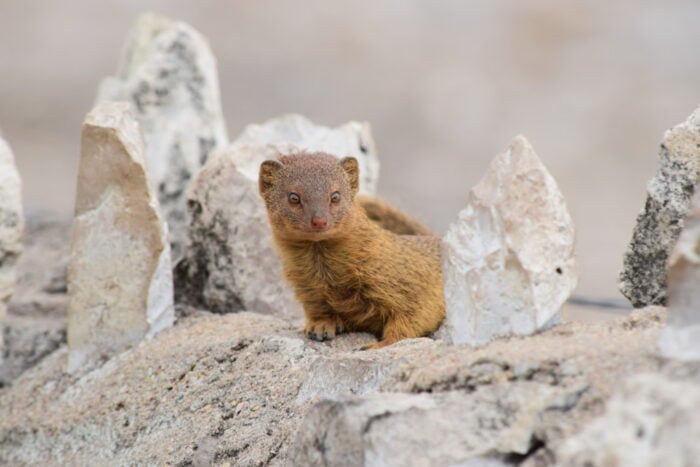 Mongoose, Etosha National Park, Namibia