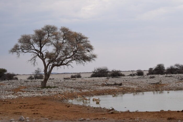 Etosha National Park, Namibia