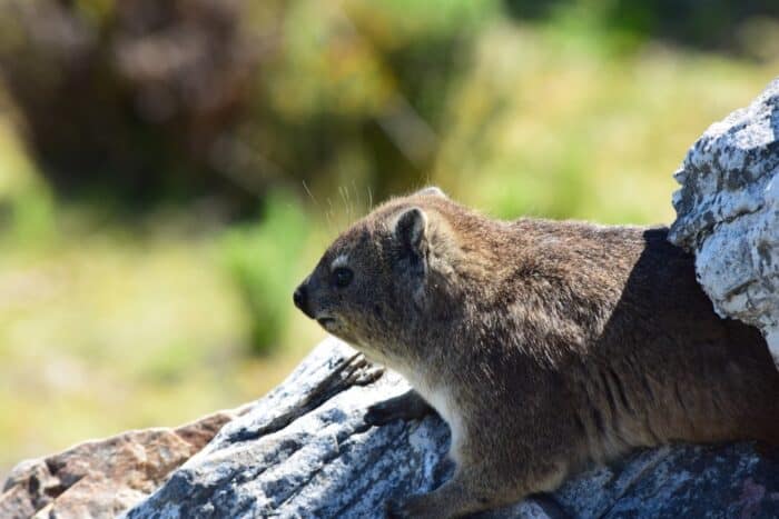 Rock Hyrax, Hermanus, South Africa