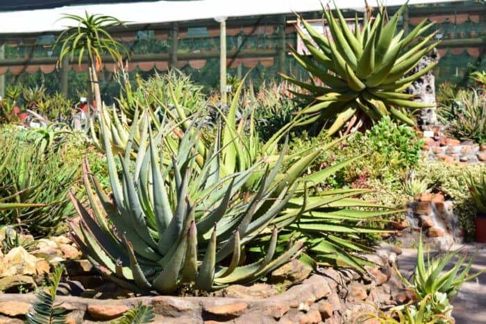 Rooiklip Nursery, Aan De Bergen Guest House, Swellendam, South Africa