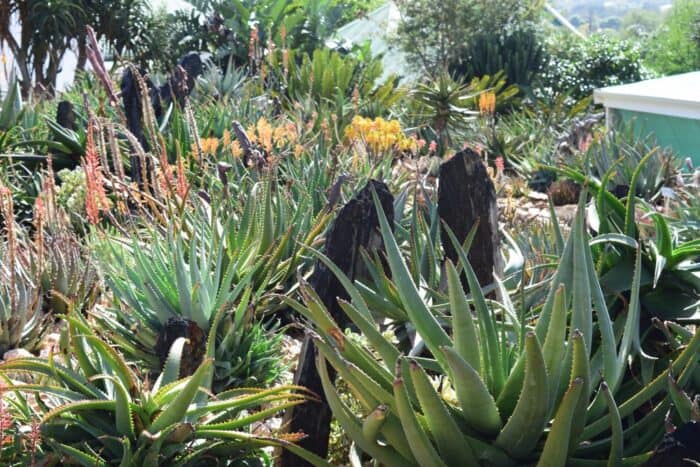 Rooiklip Nursery, Aan De Bergen Guest House, Swellendam, South Africa