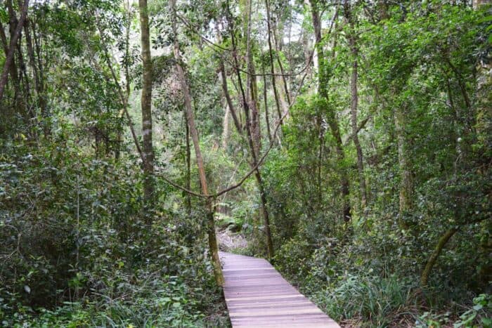 Garden of Eden, Plettenberg Bay, South Africa