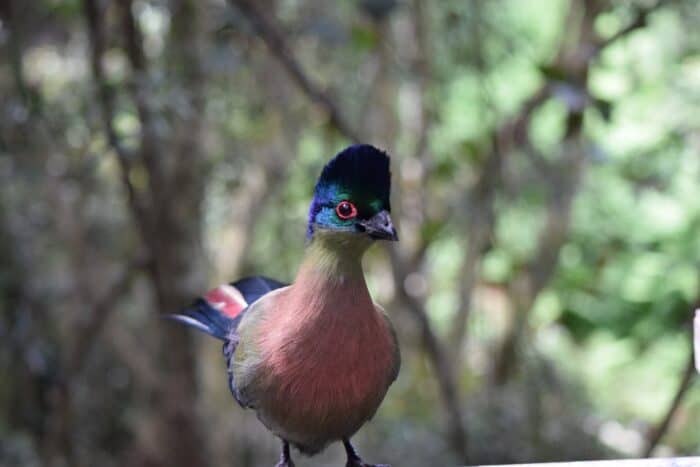 Bird Sanctuary, Aviary, Birds of Eden, Plettenberg Bay, South Africa