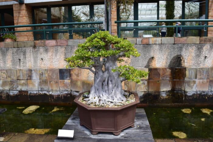 Bonsai, Kirstenbosch Botanical Garden, Cape Town, South Africa