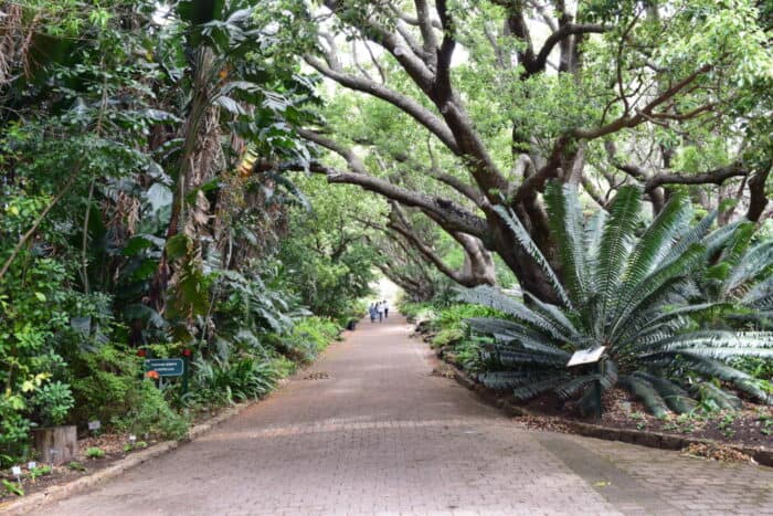 Kirstenbosch National Botanical Garden, Cape Town, South Africa, Table Mountain