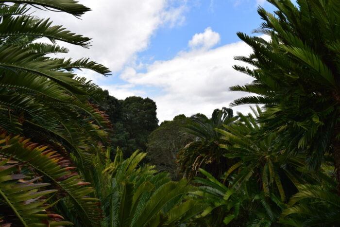 Kirstenbosch, Ciudad del Cabo, Sudáfrica