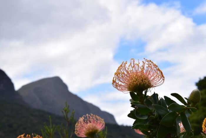 Kirstenbosch Botanical Garden, Cape Town, South Africa