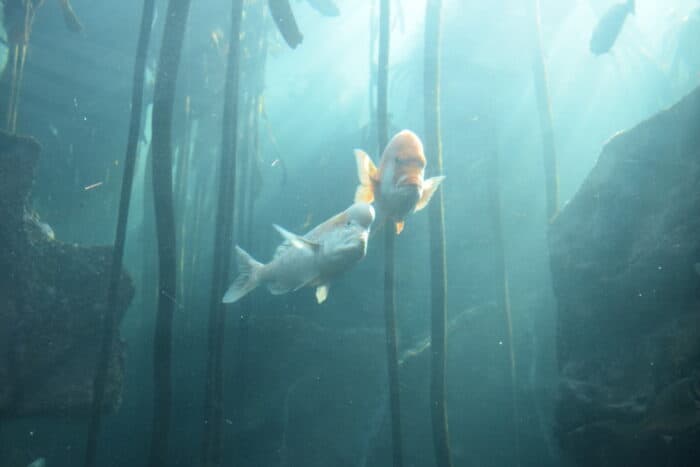 Two Oceans Aquarium, Cape Town, South Africa