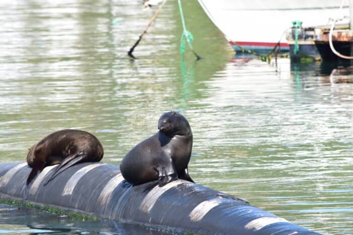 Seals, Mariners Wharf, Hout Bay, Cape Town, South Africa