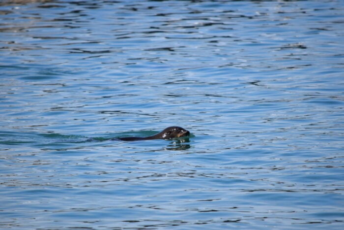 Seal, Mariners Wharf, Hout Bay, Cape Town, South Africa